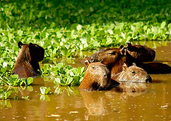 Muyuna Lodge - Ronsocos o capibaras
