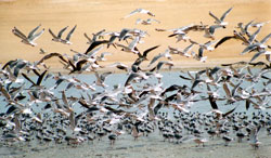 Aves en la Reserva Nacional de Paracas