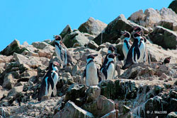 Pinginos de Humboldt - Islas Ballestas